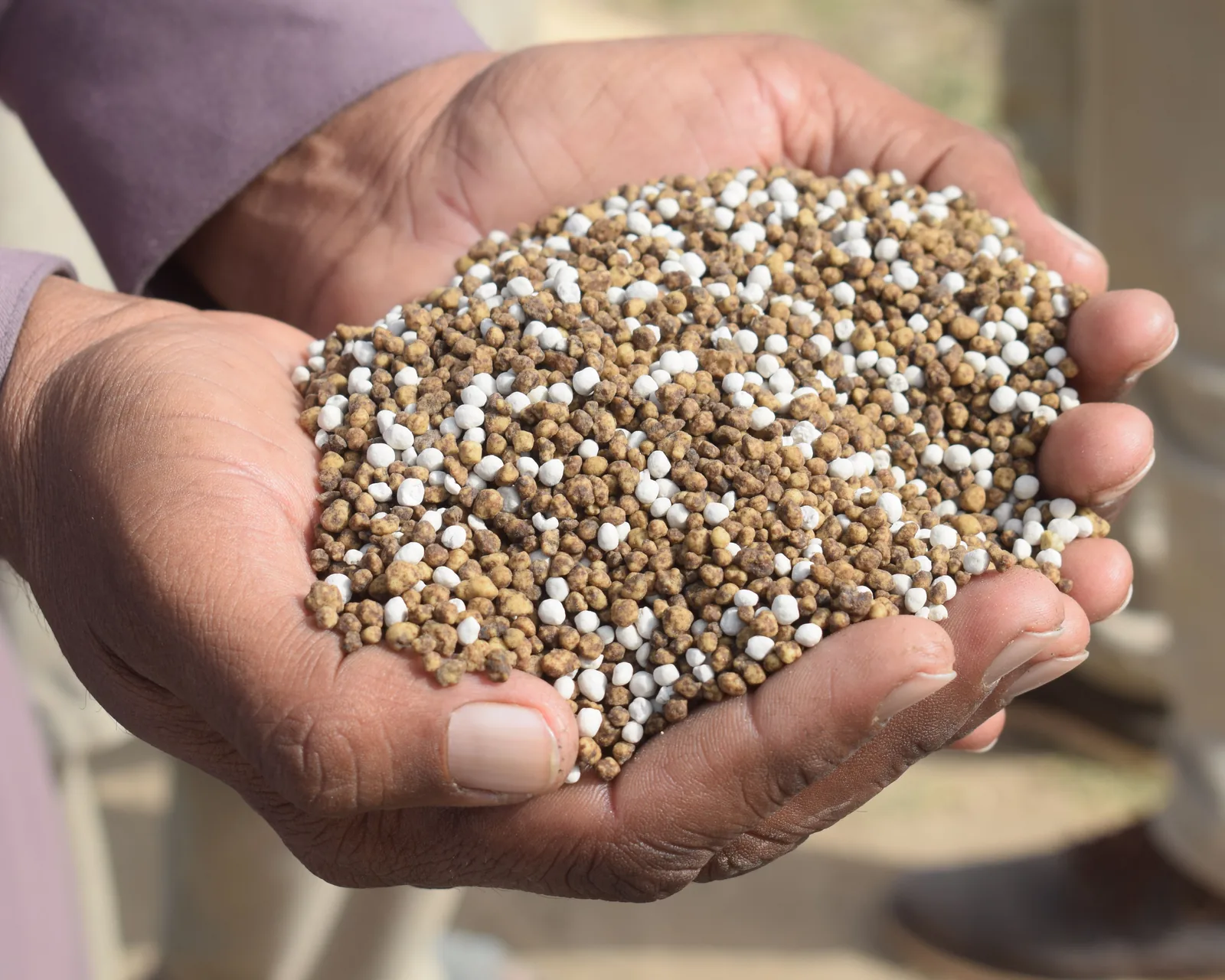 Hands holding granular fertilizer