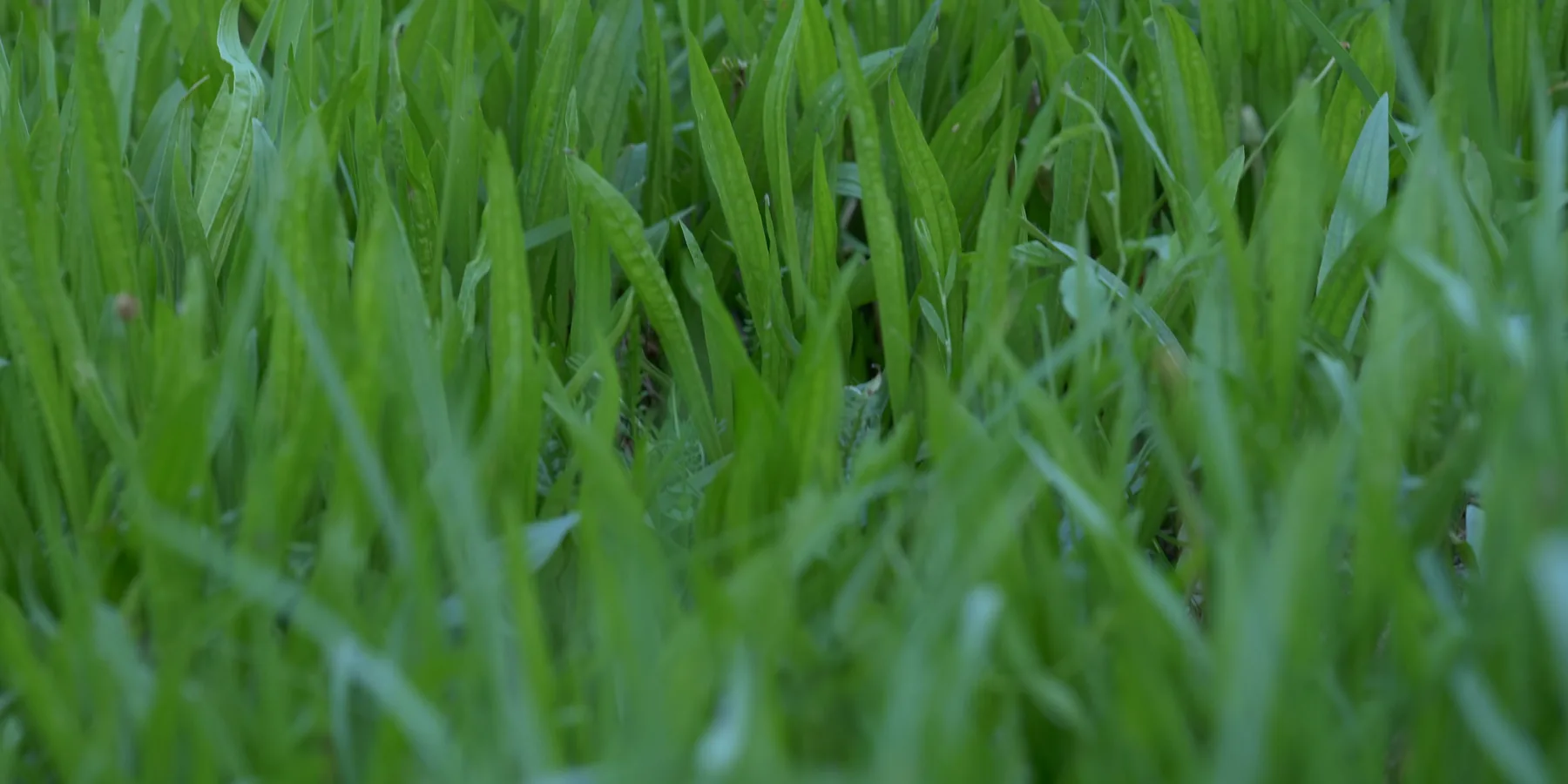 Young lawn grass, close up