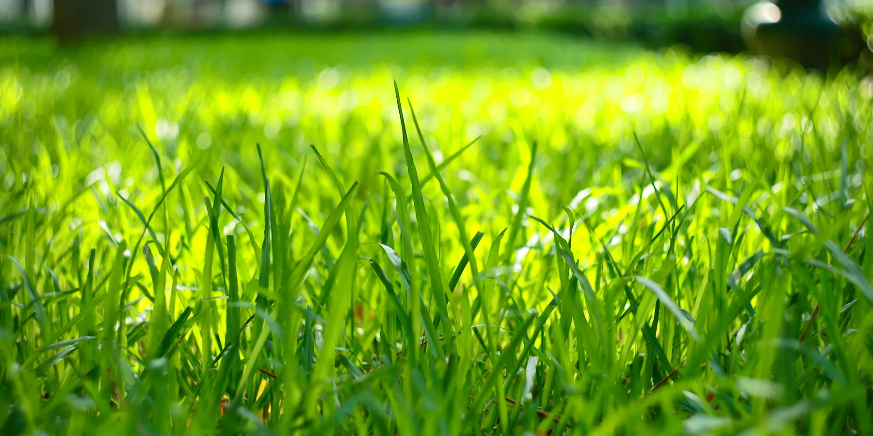 Thick green lawn grass in low sunlight