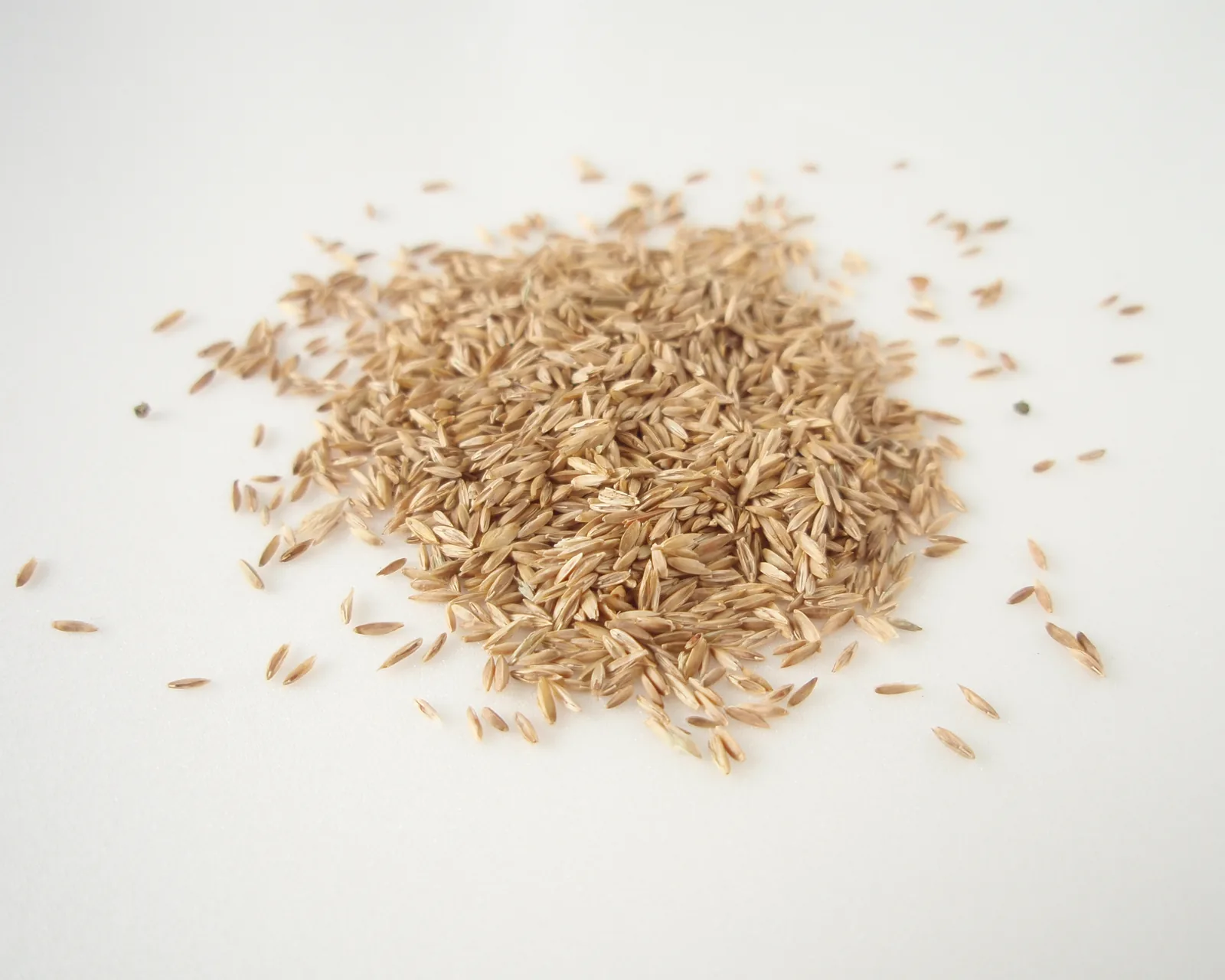 A pile of Kentucky bluegrass seed