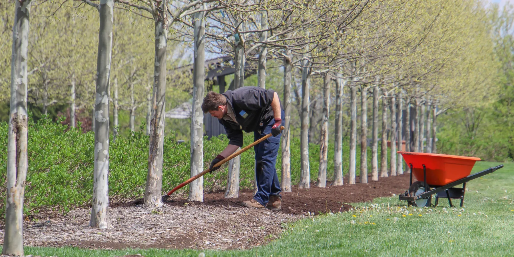 A gardener raking mulch along a row of young trees