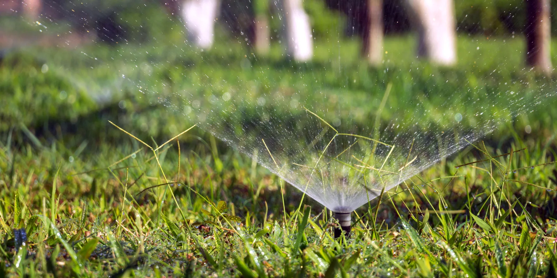 Sprinkler watering freshly laid sod