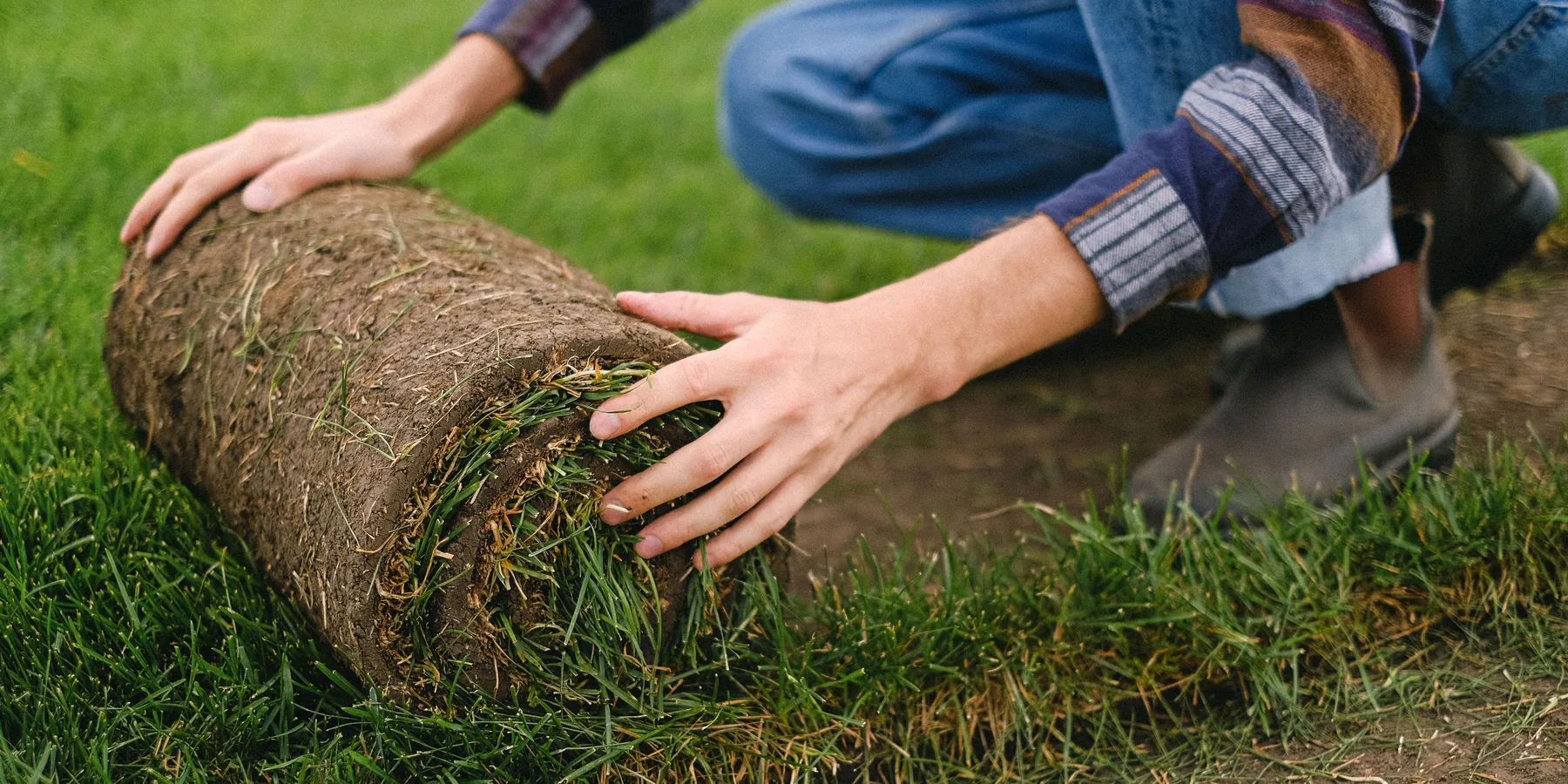 A worker unrolling a roll of sod