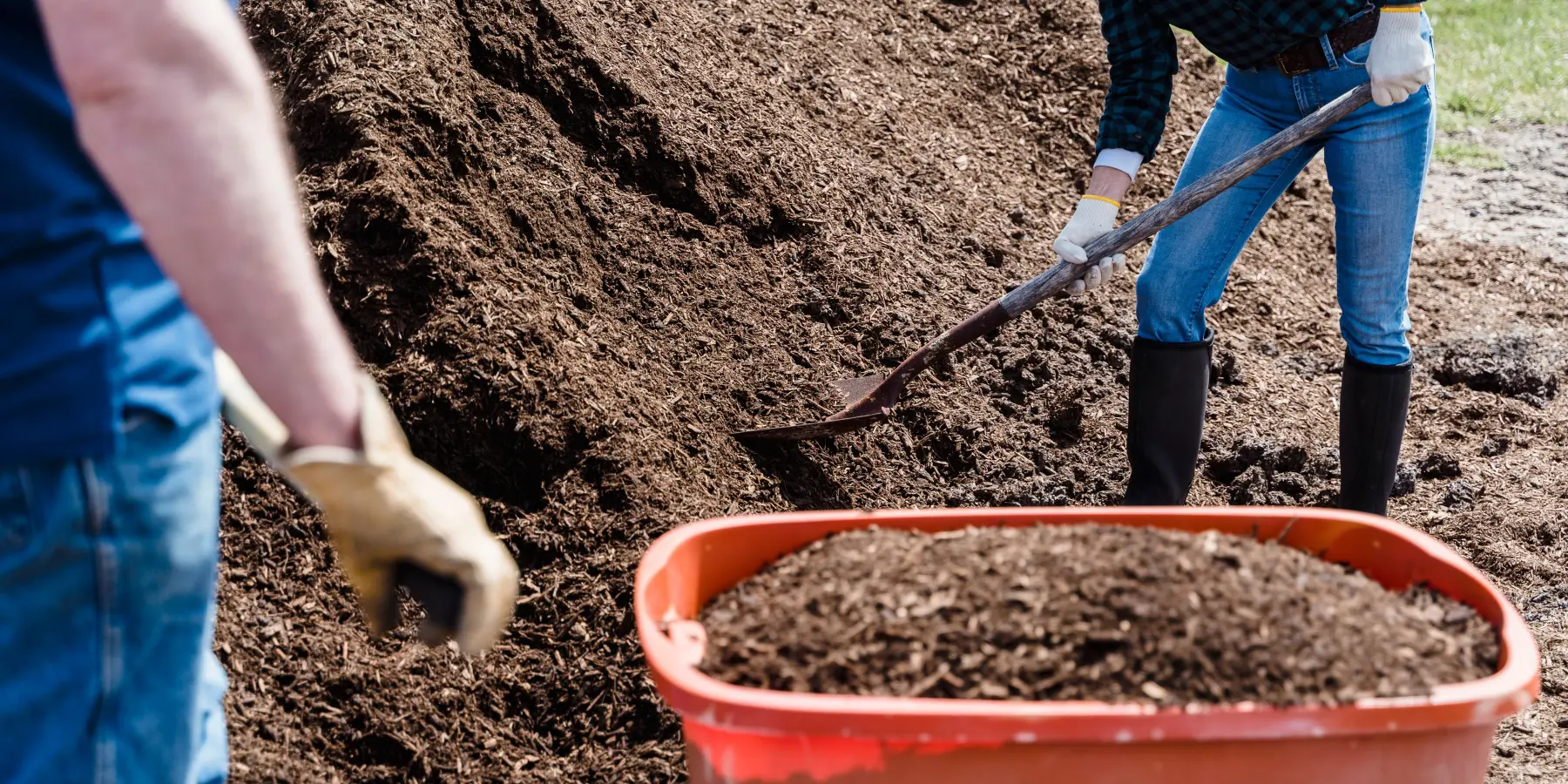 Two gardeners shovelling soil into a wheelbarrow
