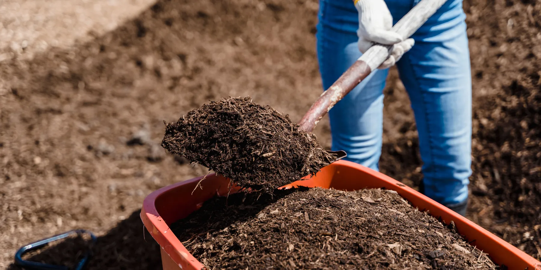 Soil being shovelled into a garden bucket